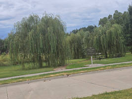''Willows''
