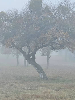 ''Foggy Trees'' II