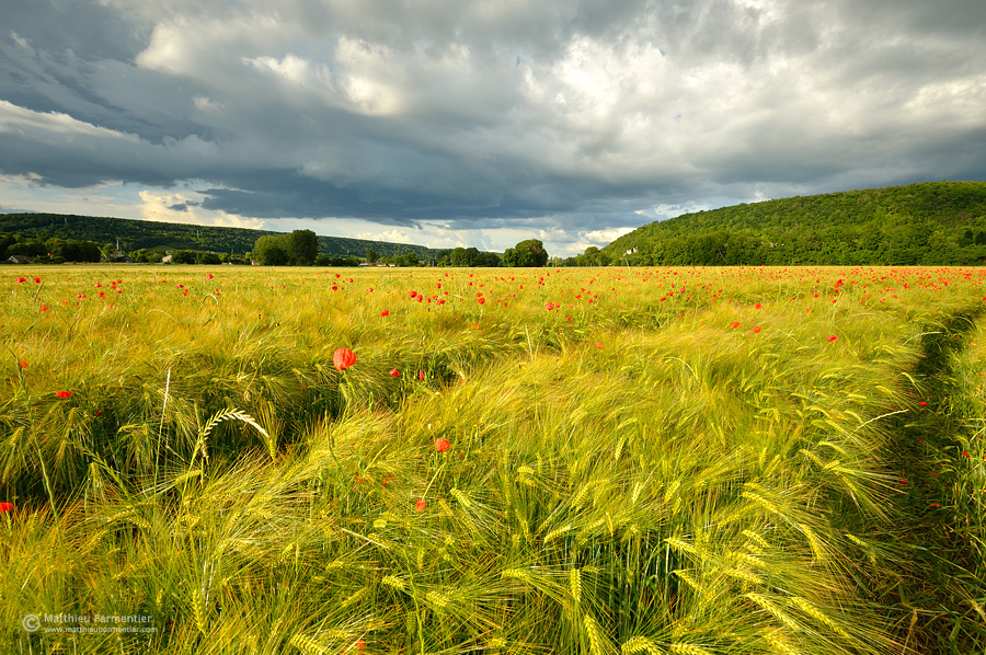 Spring field