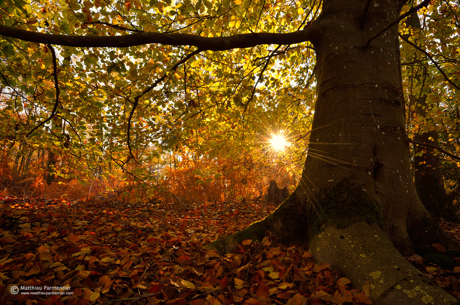 Autumn shelter