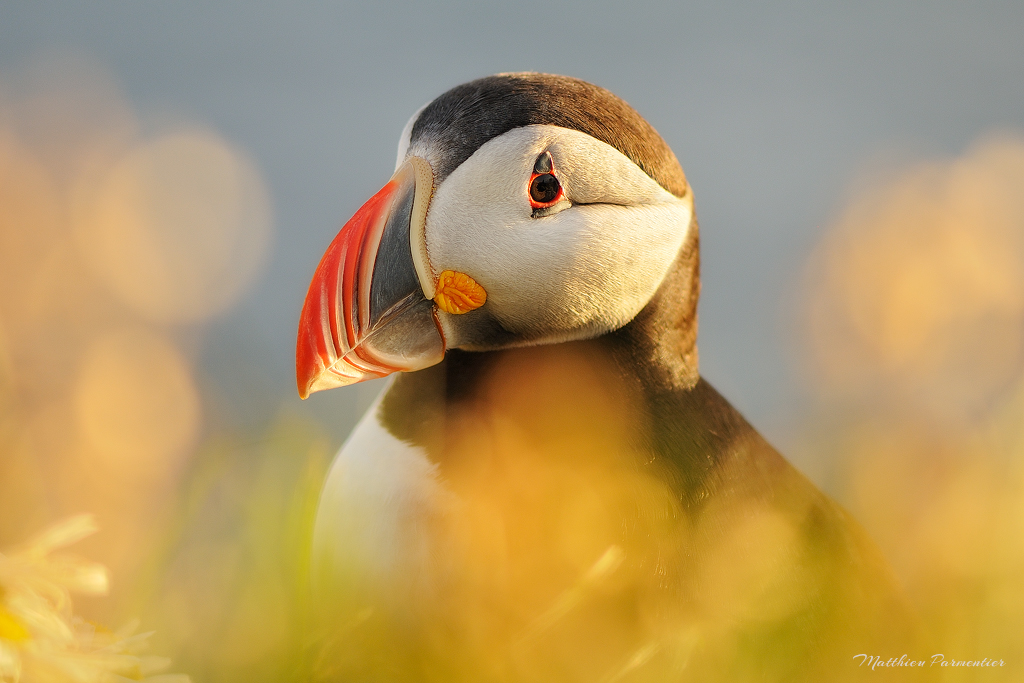A Blissful Friend by matthieu-parmentier A Blissful Friend by matthieu-parmentier