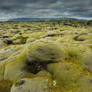 Moss survivors