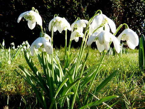 Snowdrops2