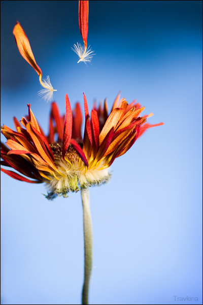 Red Magic Flower