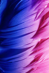 Colourful Feathers