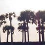 Palmtree Silhouette