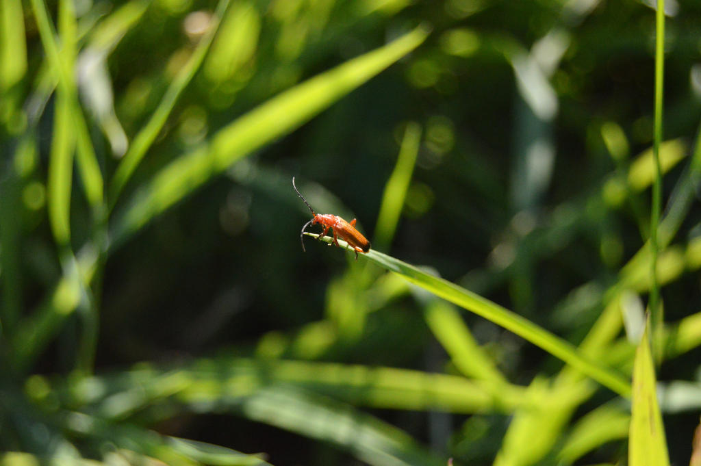 Insecte Rouge