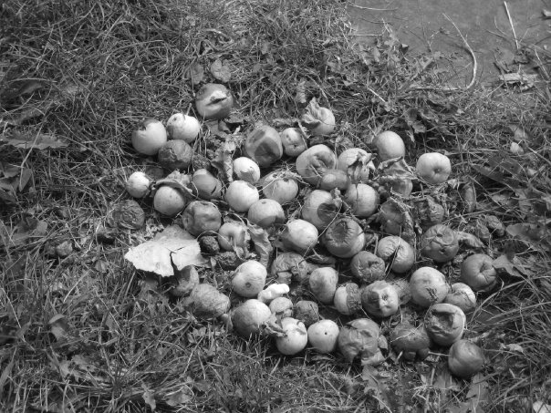 Black and White crab apples