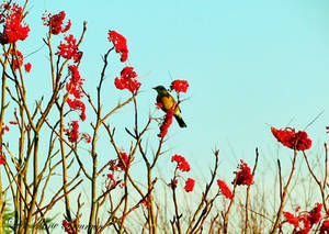 Bird In The Dogwood