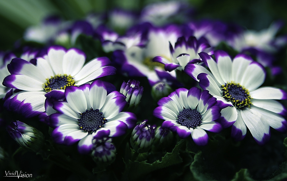 Glowing Flowers