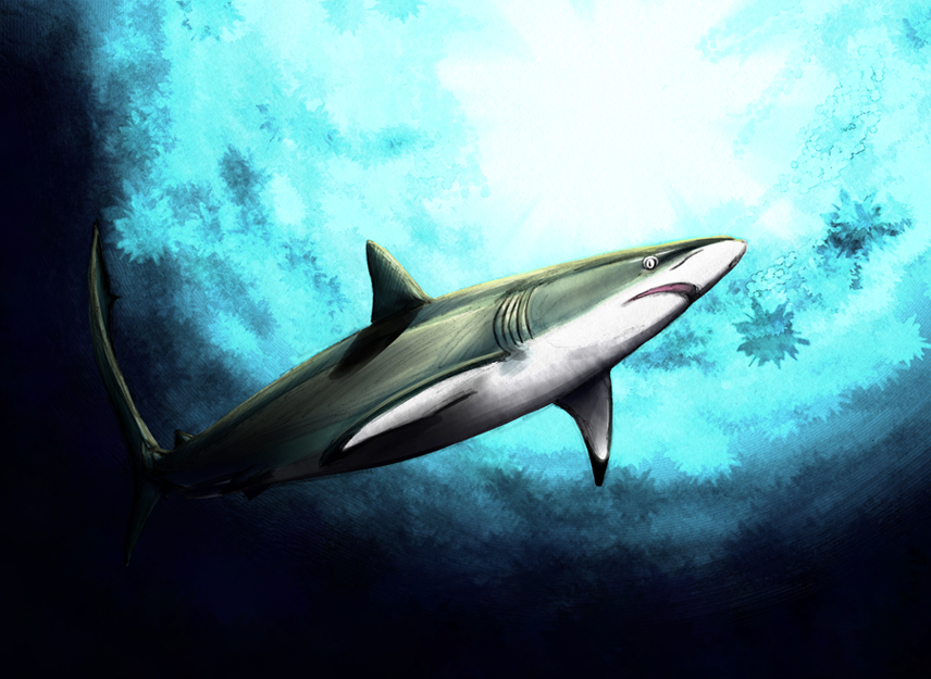 Silky Shark
