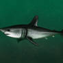 Porbeagle Shark