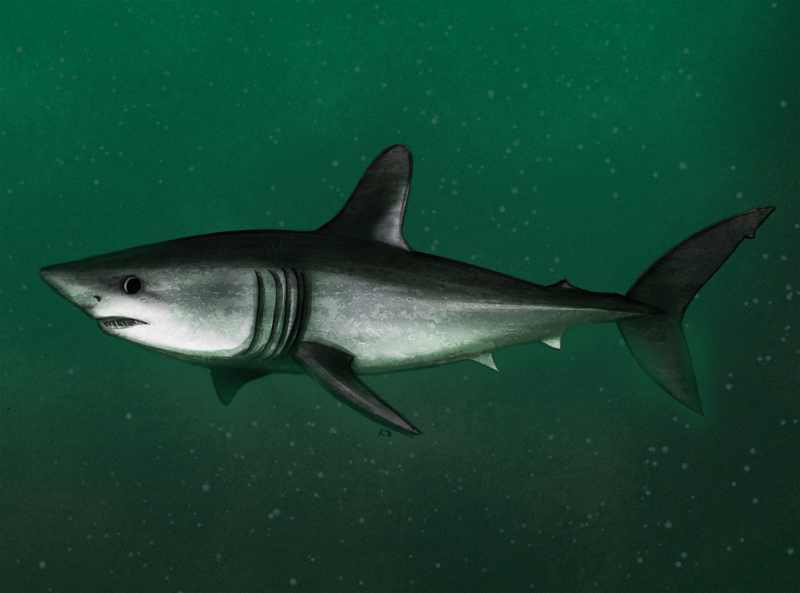 Porbeagle Shark