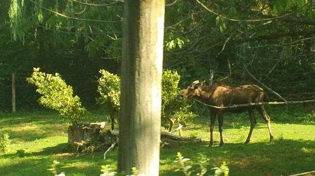 Moose Eating