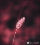 Pink Thorn by gzmrt