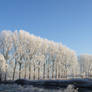 Frozen Trees