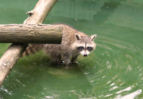 raccoon