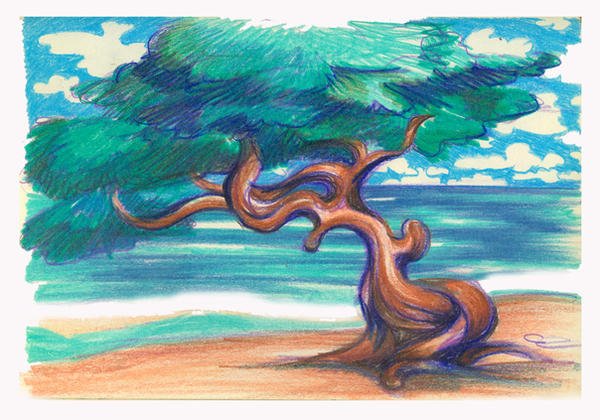 dividivi tree by rudat on DeviantArt