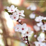 Pear blossom