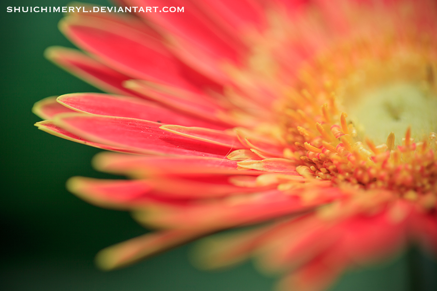 Gerbera