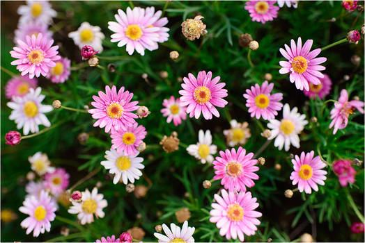 wild chrysanthemum