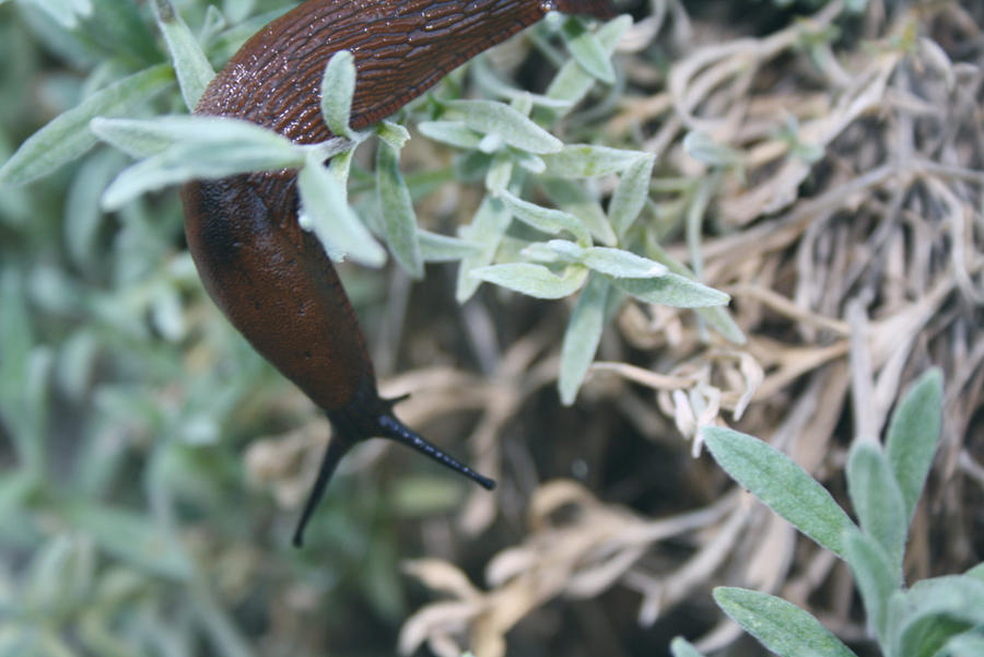 sexy slug, iiiih.