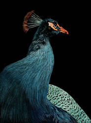 Peacock v3