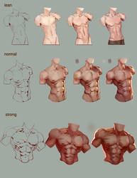 Tutorial male torso