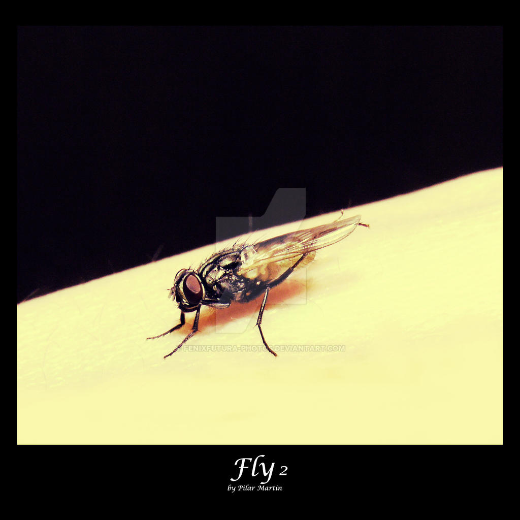 Fly 2