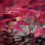 Autumn Leaves by 3wyl