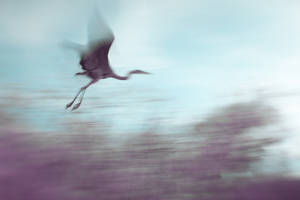 Flight