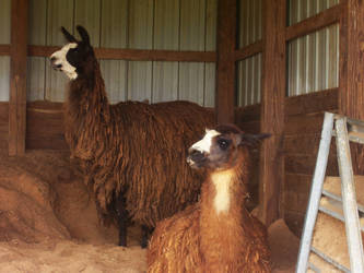 More Llamas