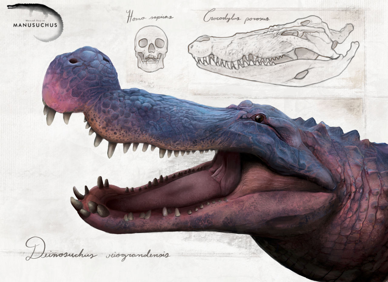 Deinosuchus Riograndensis By Manusuchus On DeviantArt deinosuchus-riograndensis-by-manusuchus-on-deviantart