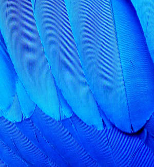 Parrot's feathers