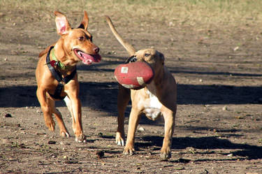 Football Game