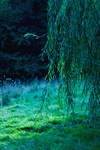 Weeping Willow by Eblis-Images