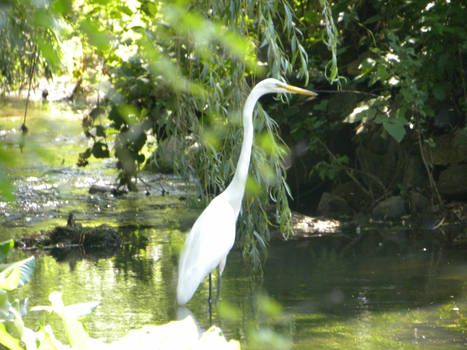 Egret in my backyard