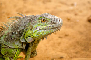 iguana