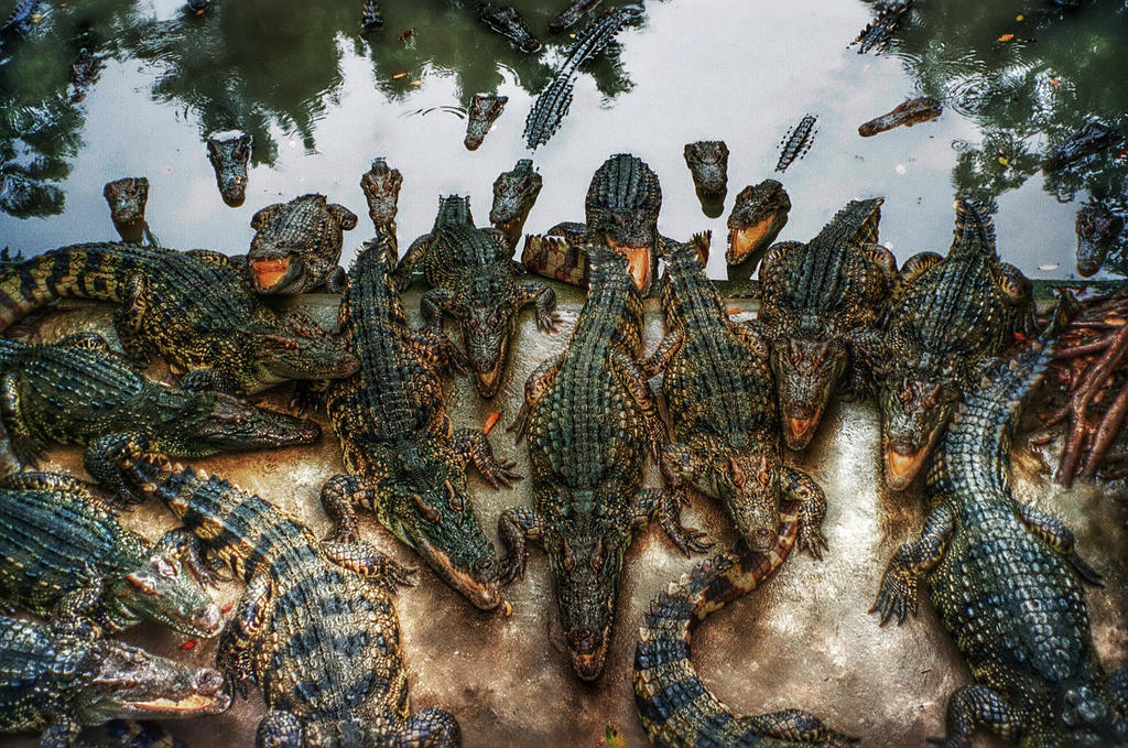 Тайланд ферма крокодилов Тайланд ферма крокодилов