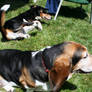 Sunbathing Dogs.