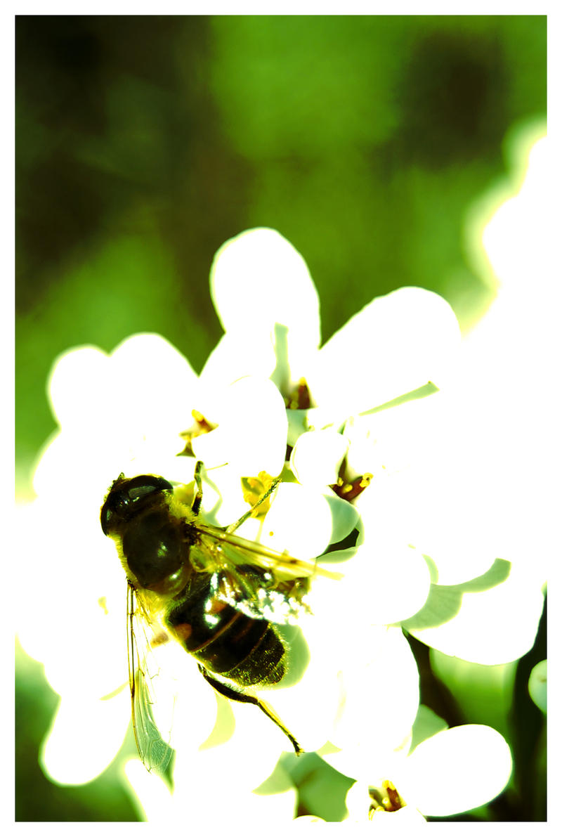Insected Insected by Zebebe on DeviantArt