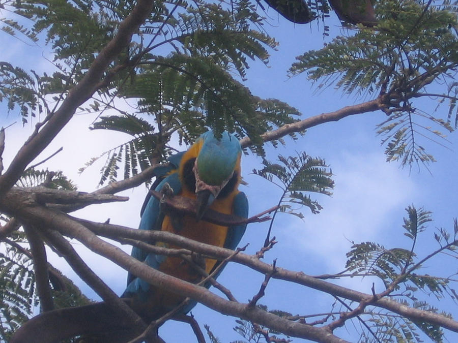 beautiful bird in the tree