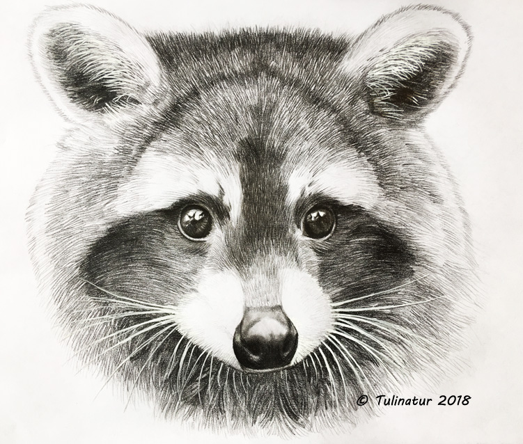 Raccoon (Procyon lotor)