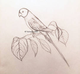 Plum-headed parakeet from my sketchbook