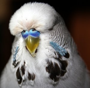 Budgie