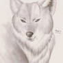 .:Realistic Wolf Portrait:.