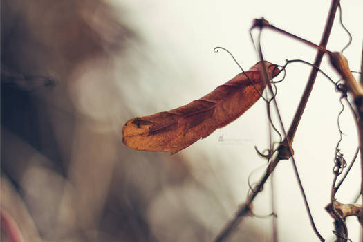 Feathers of Autumn