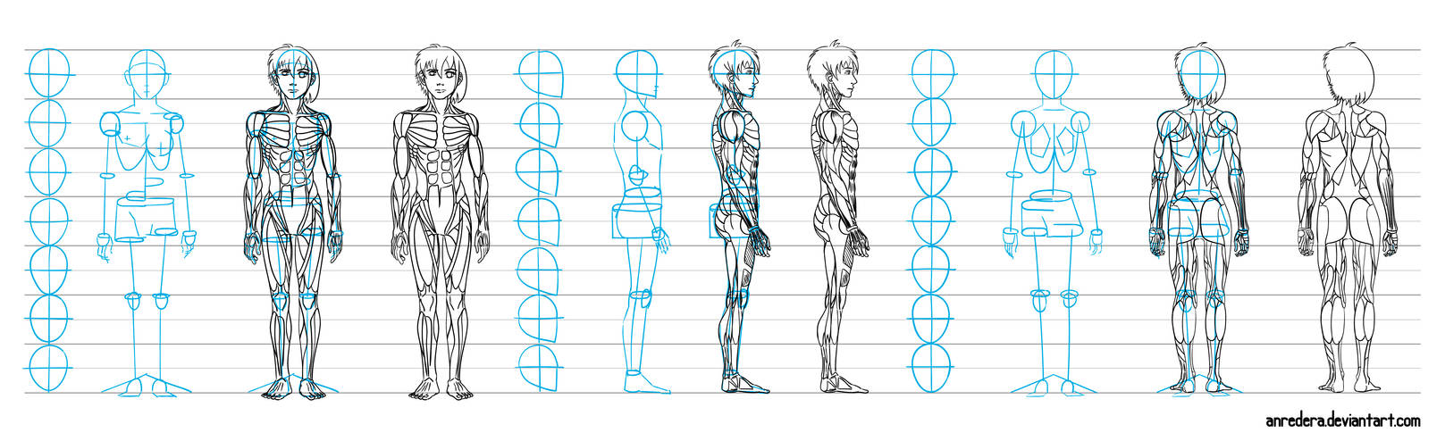 Base draw muscle of men and women - tutorial by anredera on DeviantArt