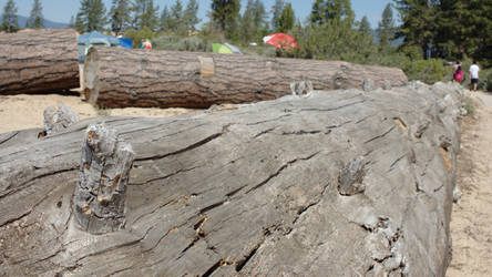 Bumps on a Log