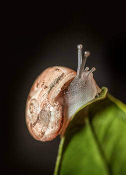 Snail  2